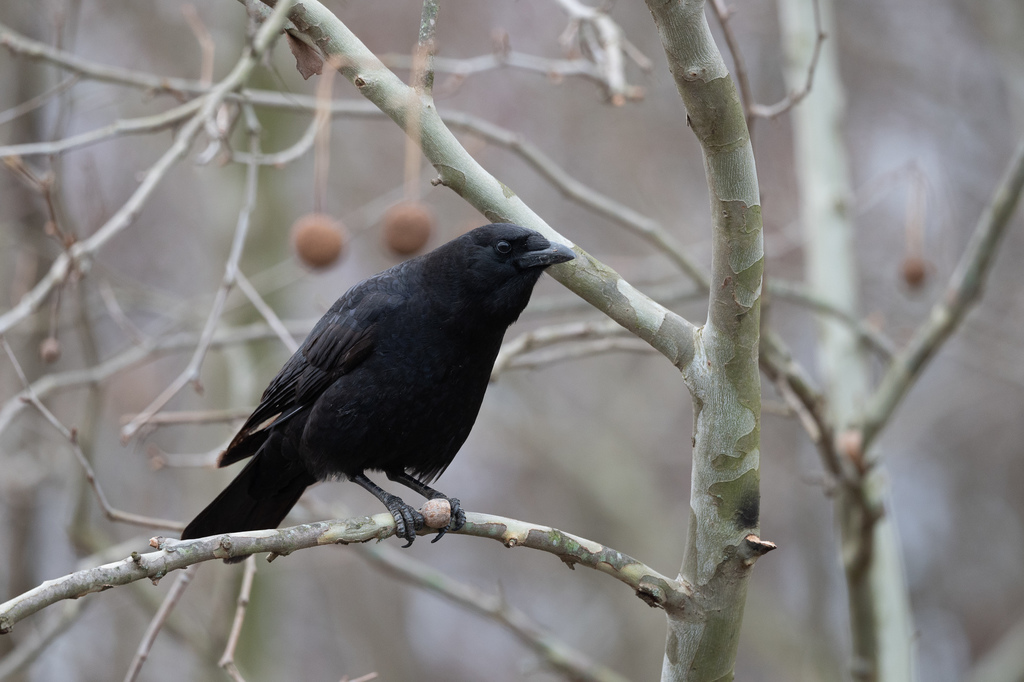 American Crow from Montgomery, Maryland, United States on February 19 ...