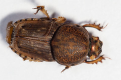 Euoniticellus intermedius