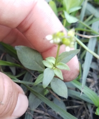 Mitreola