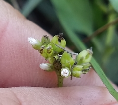 Mitreola