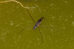 Limnogonus fossarum gilguy