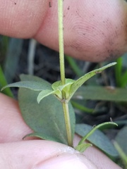 Mitreola