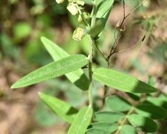 Polygala sphenoptera