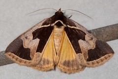 Xenogenes miranda