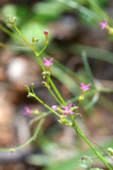 Cordylostigma virgatum