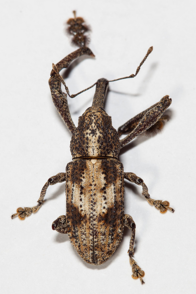 Orthorhinus cruciatus