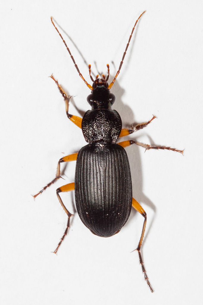 Chlaenius neocaledonicus