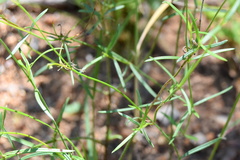 Cordylostigma virgatum