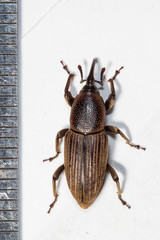 Cosmopolites sordidus