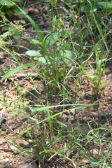 Cordylostigma virgatum