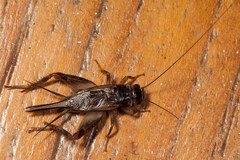 Teleogryllus oceanicus