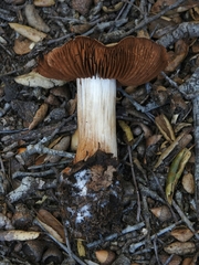 Cortinarius regalis