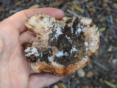 Cortinarius regalis