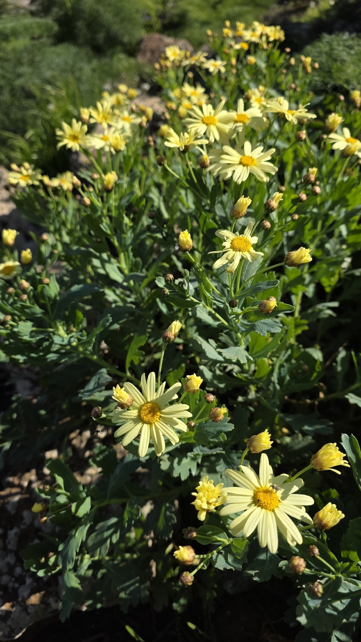 Canary marguerite