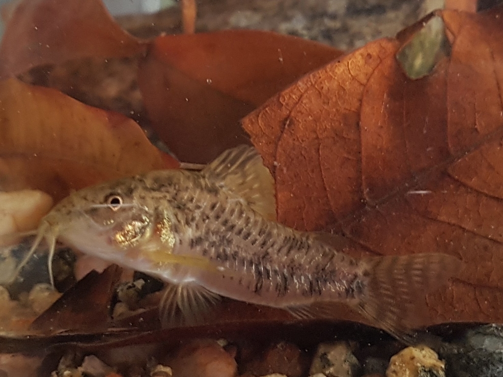 Tworiver cory (Corydoras difluviatilis) — Callichthyidae