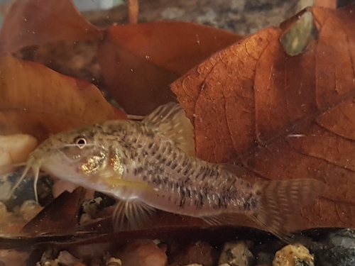 Tworiver cory (Corydoras difluviatilis) — Callichthyidae