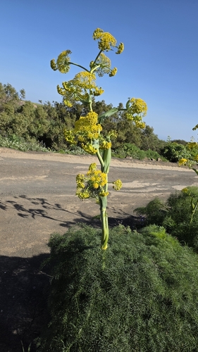 Ferula lancerotensis, photograph 5