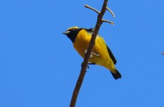 Euphonia luteicapilla