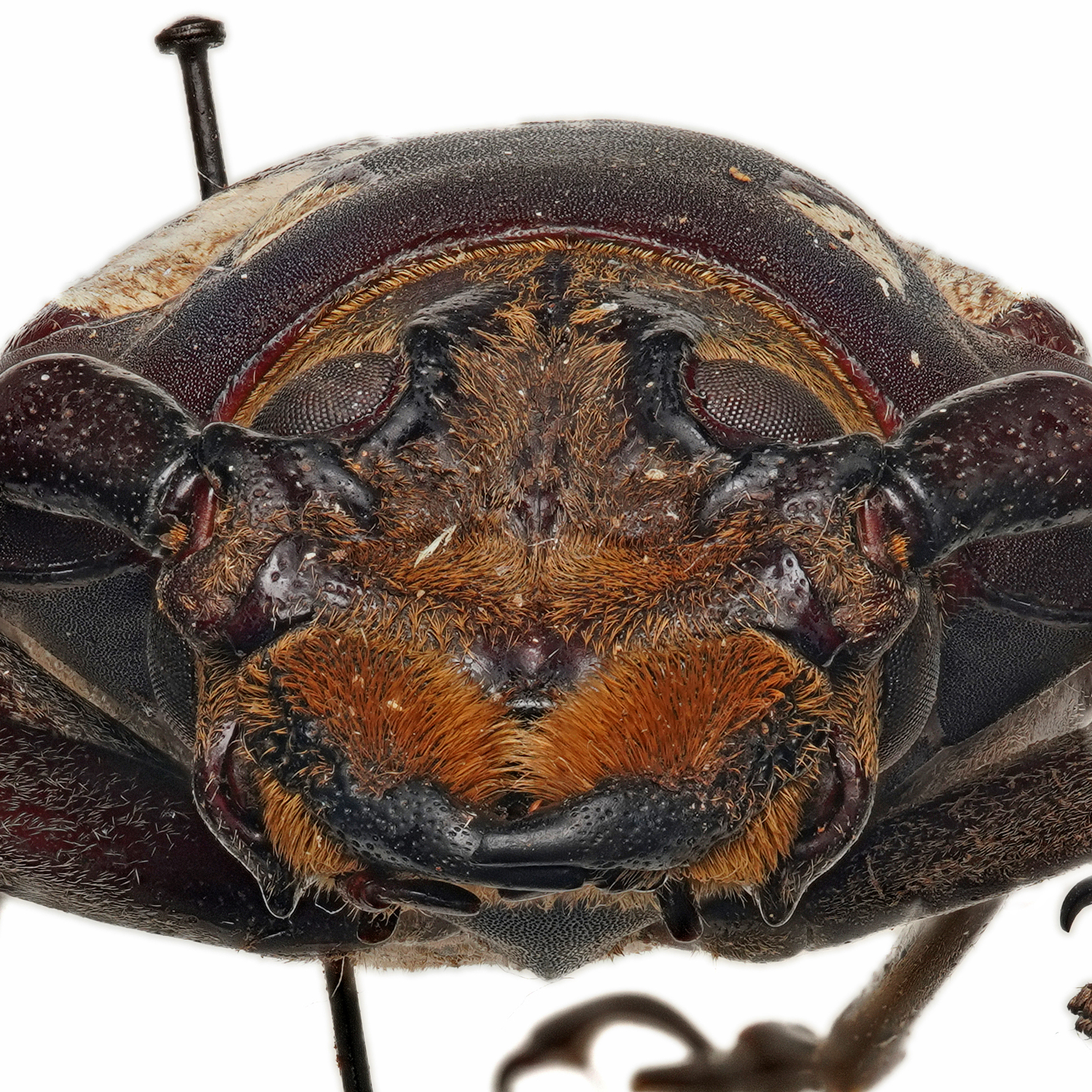 Callipogon