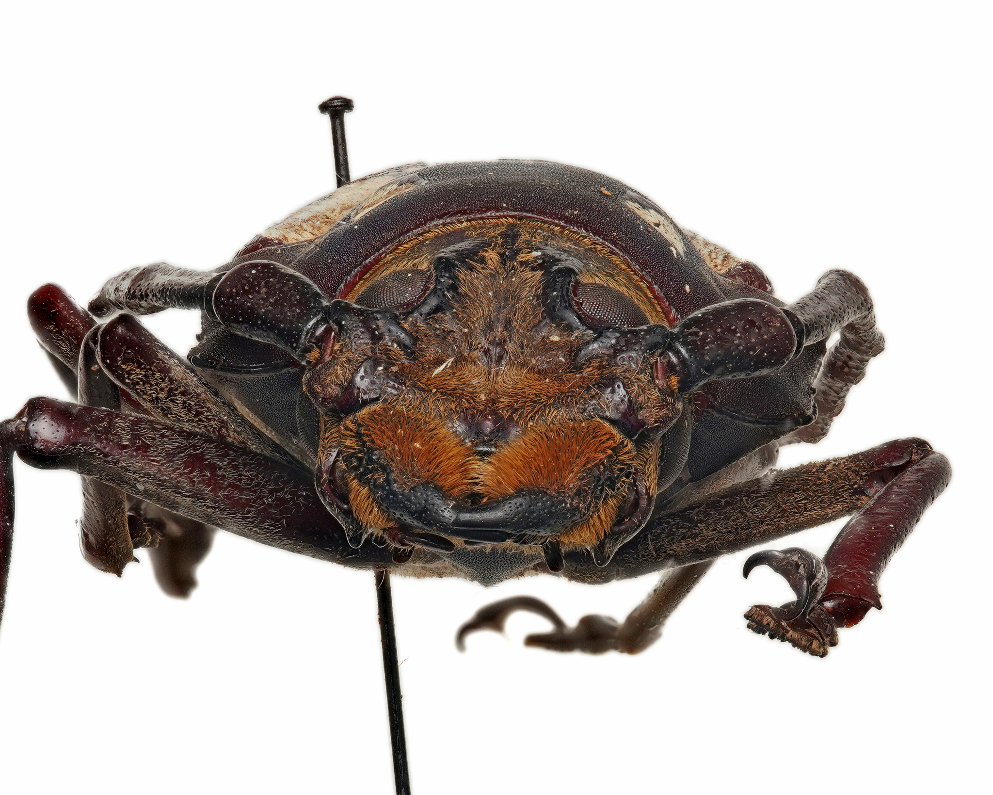 Callipogon