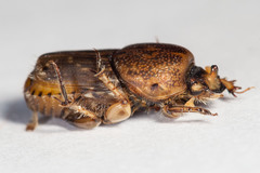 Euoniticellus intermedius