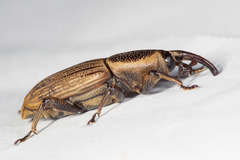 Cosmopolites sordidus