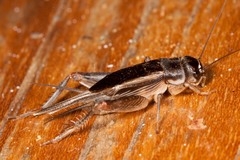 Teleogryllus oceanicus