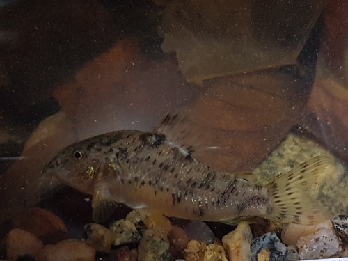Tworiver cory (Corydoras difluviatilis) — Callichthyidae — 5