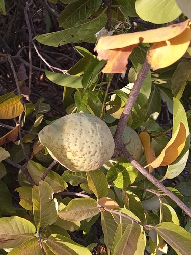 Saba senegalensis