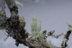 Usnea perplexans
