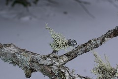 Usnea perplexans