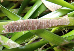 Thairopora mamillaris