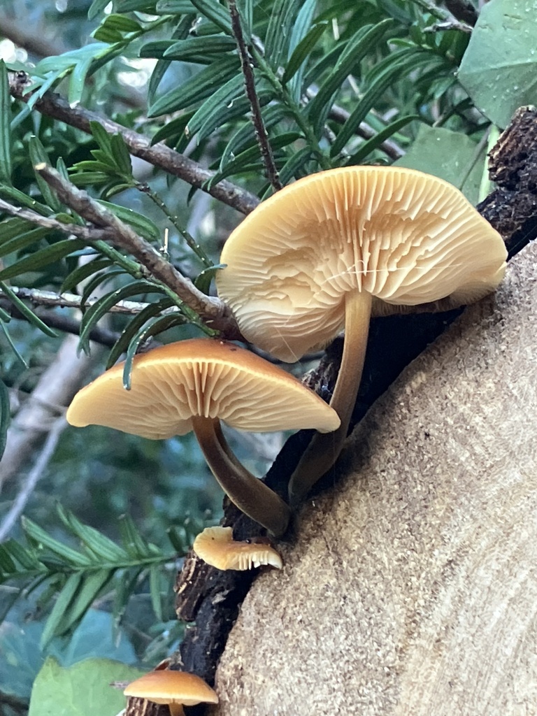 Flammulina · February 2026 · photo: © empressmoth (iNaturalist, cc0)