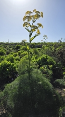 Ferula lancerotensis, photograph (c) Christoph Moning, some rights reserved (CC BY)