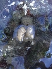 Onchidoris bilamellata
