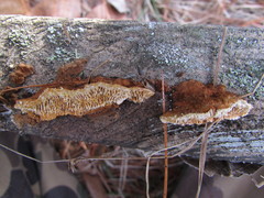 Gloeophyllum sepiarium