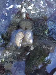 Onchidoris bilamellata