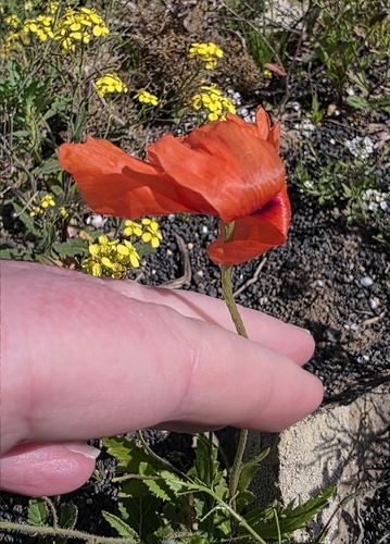 Mediterranean poppy (Papaver pinnatifidum)