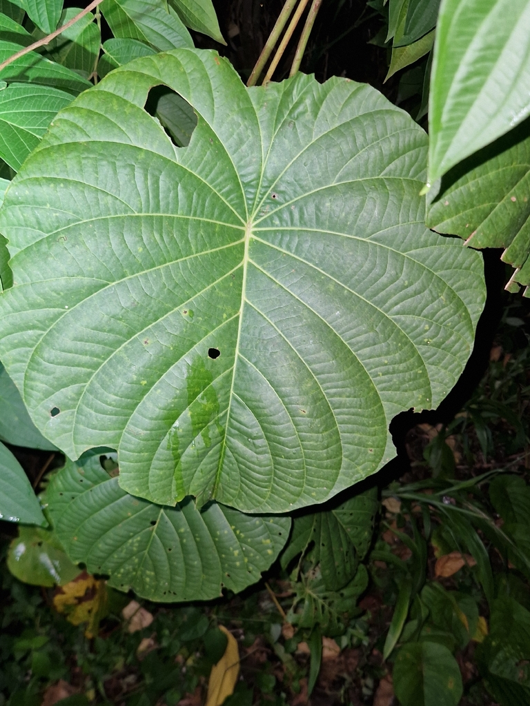 Merremia (Decalobanthus peltatus)