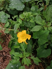 Cucurbita argyrosperma