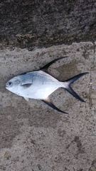 Trachinotus goodei