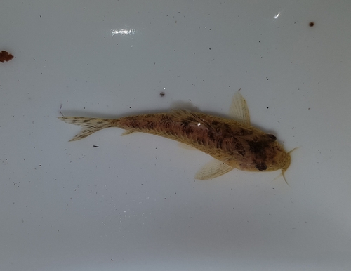 Tworiver cory (Corydoras difluviatilis) — Callichthyidae — 2