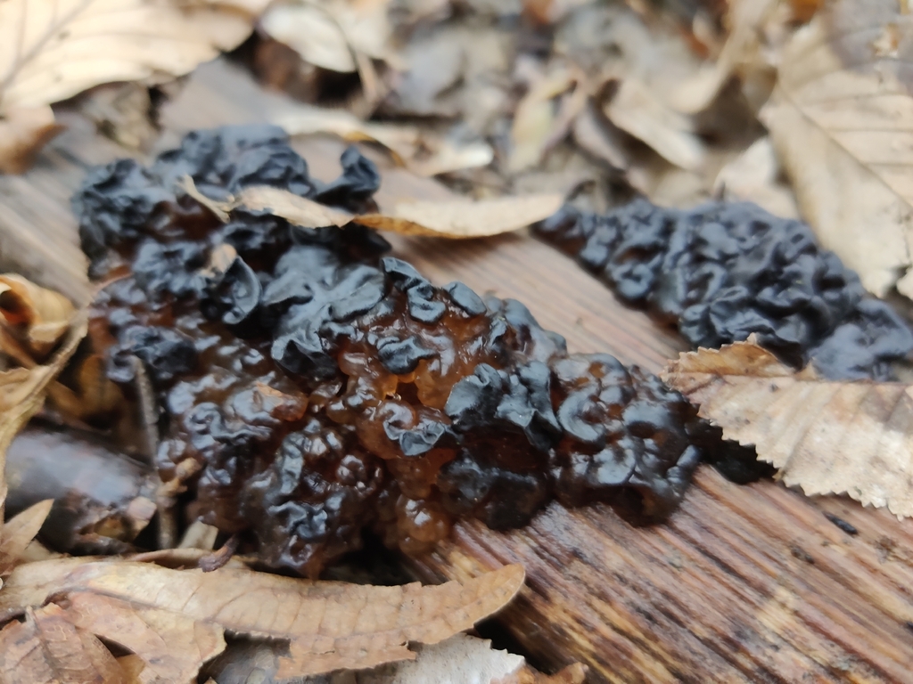 Exidia nigricans · February 2026 · photo: © ivica_cvrtila (iNaturalist, cc-by)