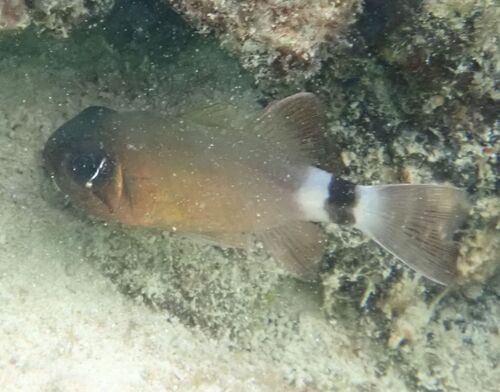Ringtailed cardinalfish (Nectamia annularis) — Apogonidae — 3