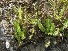 Horkelia cuneata puberula