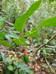 Ocotea brenesii