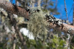 Usnea perplexans