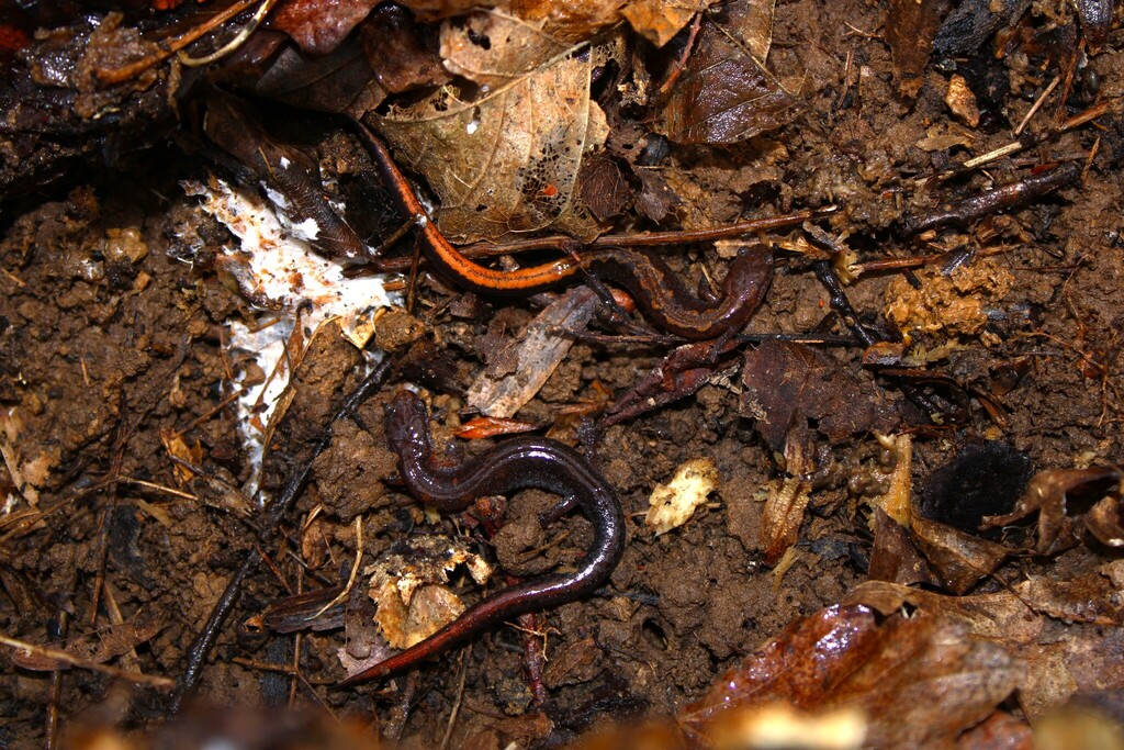 Northern Zigzag Salamander