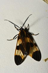 Dycladia
