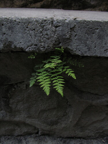 Caucasian Woodsia (Woodsia caucasica)